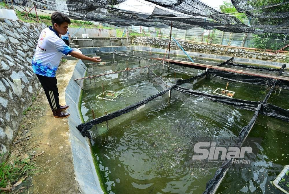 Kolam penetasan dan persenyawaan ikan Gourami. Foto Sinar Harian/ASRIL ASWANDI SHUKOR