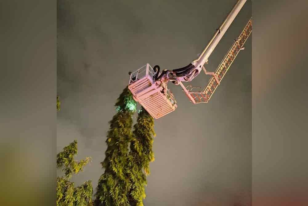 asukan bomba terpaksa menggunakan jentera ALP untuk menyelamatkan kucing yang berada di atas pokok berketinggian kira-kira enam meter.