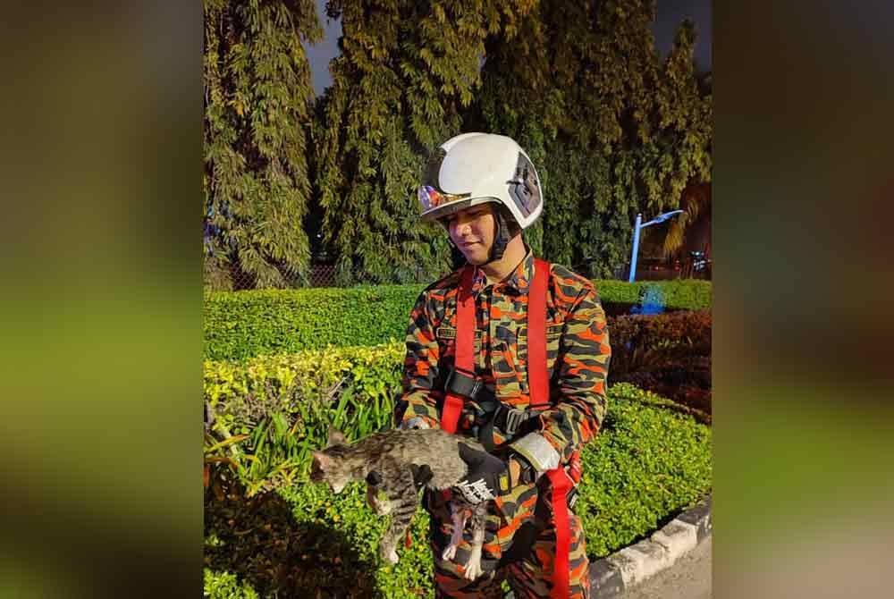 Kucing yang berjaya diselamatkan pasukan bomba selepas dikesan berada di atas pokok berketinggian kira-kira enam meter.