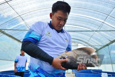 Akmal Faiz memegang induk ikan gourami betina yang akan menetaskan telur. Foto Sinar Harian/ASRIL ASWANDI SHUKOR