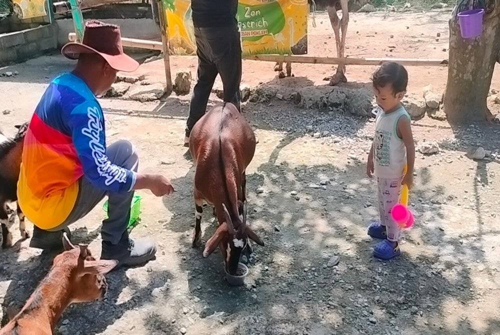 Kambing dibiarkan bebas berkeliaran di Reban PokLeh.