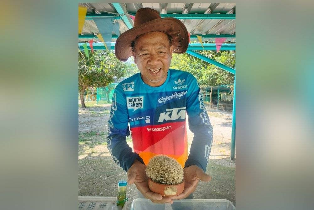 Zaini menunjukkan landak yang merupakan haiwan jarang ditemui.