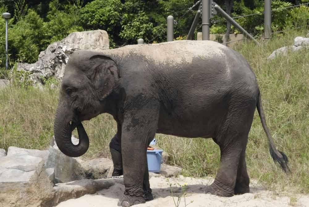 Gajah betina berusia 12 tahun itu yang tiba di Jepun dari Myanmar pada akhir Julai lalu