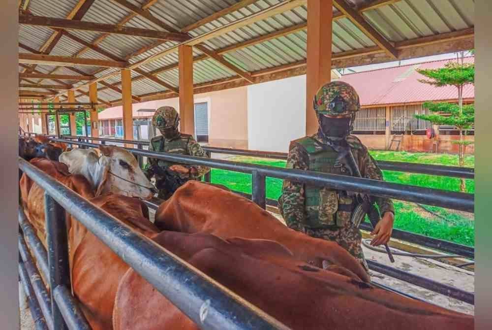 Sebanyak 12 ekor lembu ditinggalkan di tempat kejadian.