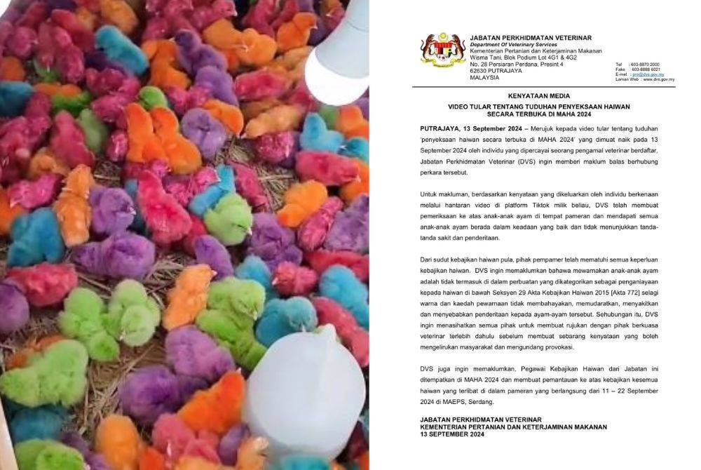 DVS memaklumkan mewarnakan anak ayam tidak termasuk dalam perbuatan yang dikategorikan sebagai penganiayaan kepada haiwan di bawah Akta 772 selagi warna dan kaedah pewarnaan tidak membahayakan, memudaratkan, menyakitkan serta menyebabkan penderitaan kepada ayam tersebut.