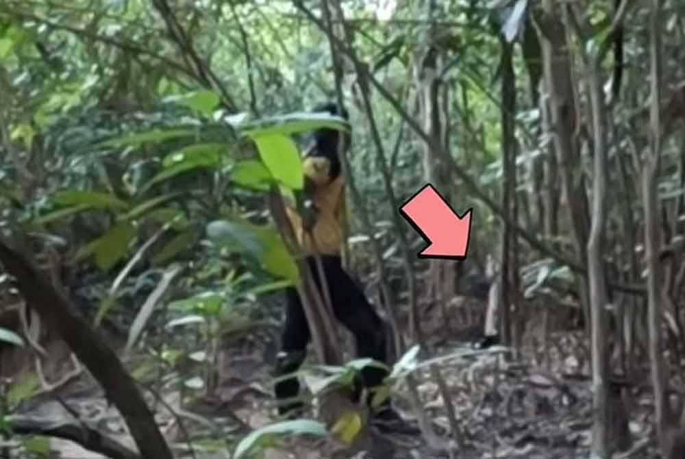 Nazeri berkata, keadaan ketika itu diibaratkan seperti 'telur di hujung tanduk' kerana jarak mereka dengan harimau tersebut hanya dua langkah.