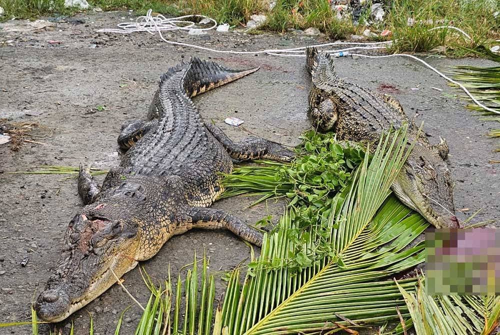 Dua ekor buaya berjaya ditangkap selepas umpan diletakkan di lokasi berhampiran mangsa dilaporkan hilang akibat disambar haiwan tersebut.
