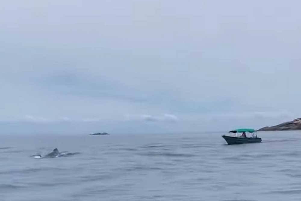 Tangkap layar video tular pada Sabtu memaparkan seekor ikan dipercayai daripada spesies paus bungkuk yang muncul di perairan Pulau Redang.