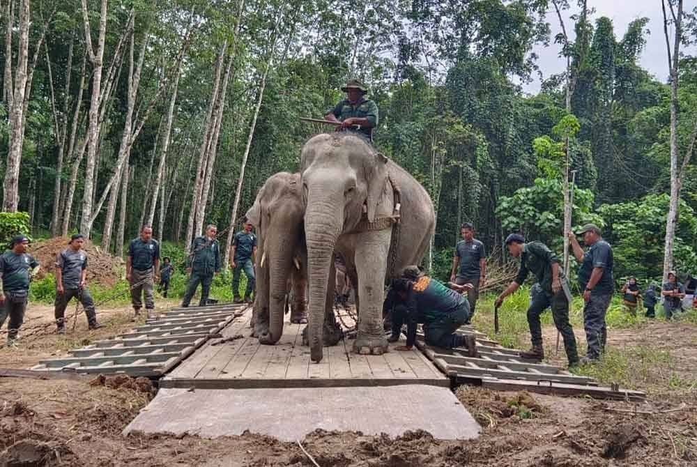 Gajah liar terakhir berjaya dipindahkan selepas dilapor menganggu tanaman penduduk di Gerik.