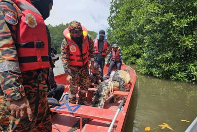 Pasukan SAR melakukan operasi mencari mangsa hilang akibat disambar buaya di kawasan sungai Kampung Marudu Darat, Jalan Ranau-Ranau, Kota Marudu.
