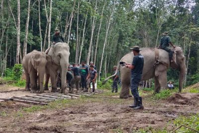 Khidmat Abot dan Rambai digunakan untuk memujuk gajah liar sebelum dipindahkan ke habitat asal.