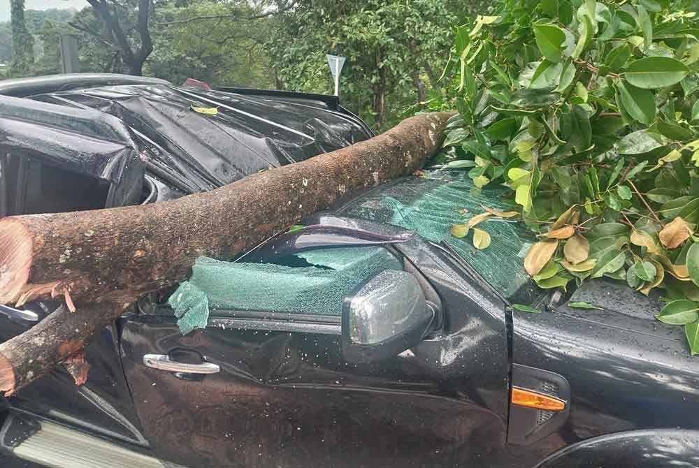 Pokok yang menghempap pacuan empat roda di Jabatan Cetak Jalan Tuaran Bypass.