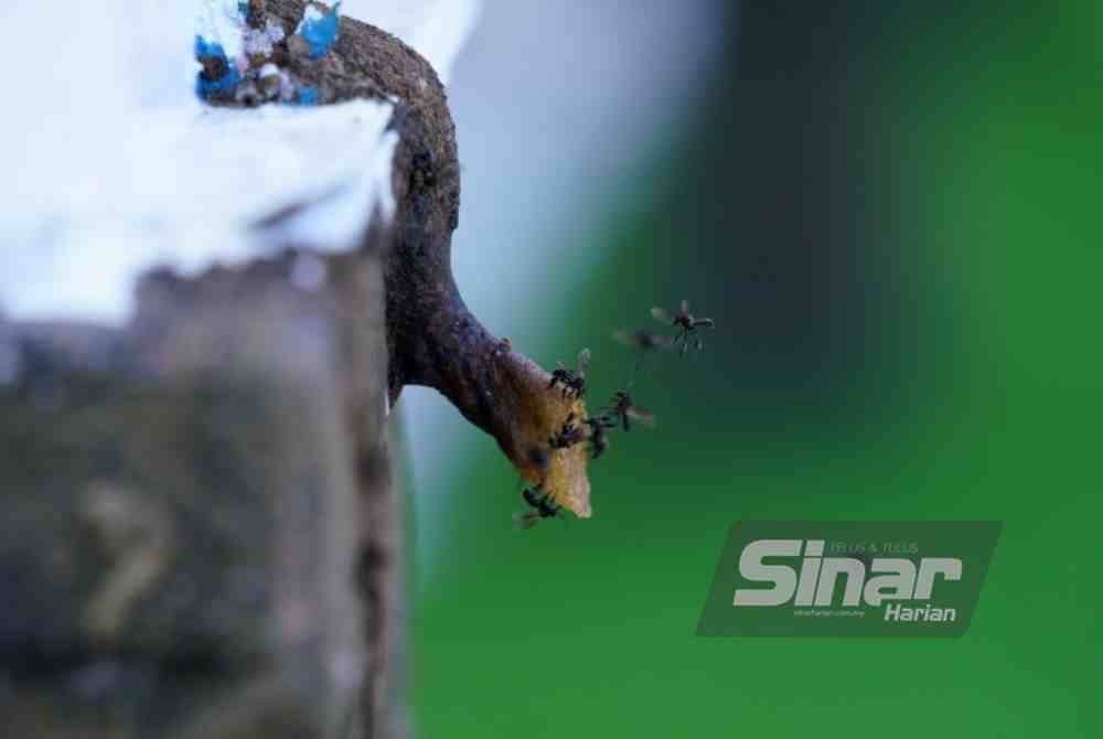 Spesies lebah kelulut yang terdapat pada pameran kali ini. FOTO SINAR HARIAN-MOHD HALIM ABDUL WAHID