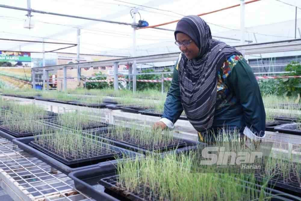 Benih bawang merah kecil berjaya dihasilkan MARDI turut dipamerkan di Laman Sayur, Herba dan Kelulut. FOTO SINAR HARIAN-MOHD HALIM ABDUL WAHID