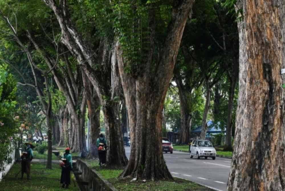 MBPP akan menebang 54 batang pokok di lima jalan di sekitar pusat bandar sebagai langkah persediaan menghadapi fenomena cuaca angin kencang ketika ini.