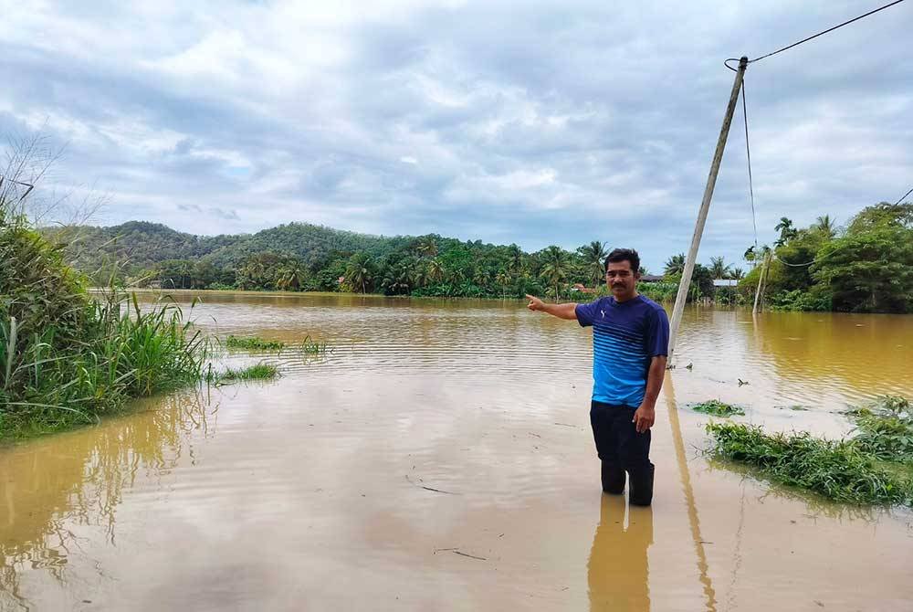 Megat Asmadi menunjukkan sawahnya yang tenggelam di Kampung Padang Luar pada Khamis.