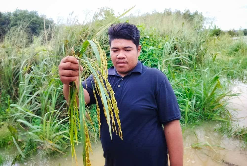 Pekerja Harun, Mohd Adam Hariz Adnan menunjukkan padi yang hampir dituai.