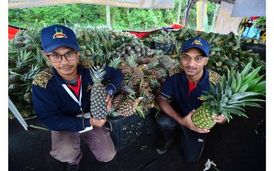 MD2, Yankee dan Moris antara varian nanas yang dijual di Laman Agro Nanas.