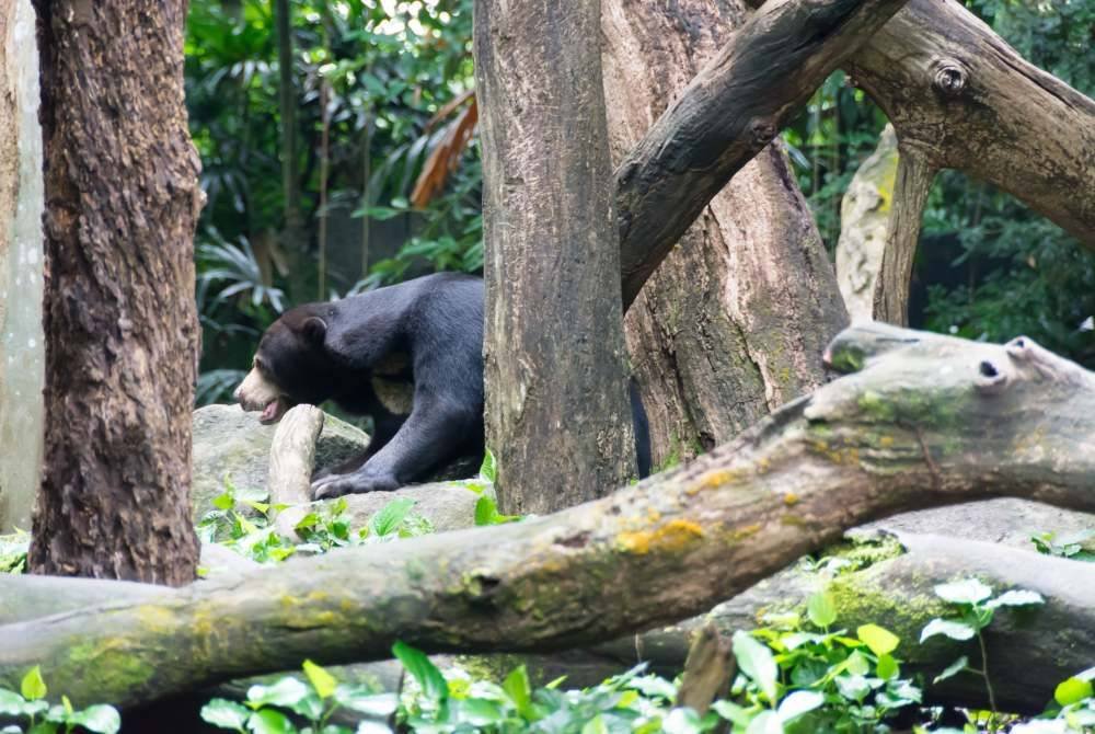 Seorang lelaki cedera parah akibat diserang beruang ketika mencari madu lebah di kawasan hutan paya. Foto hiasan 123RF