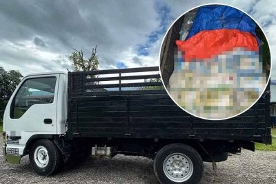 Hasil pemeriksaan mendapati beberapa guni beras anggaran 1,000 kg ditemui dalam lori di kawasan pangkalan haram terbabit. Foto: PGA