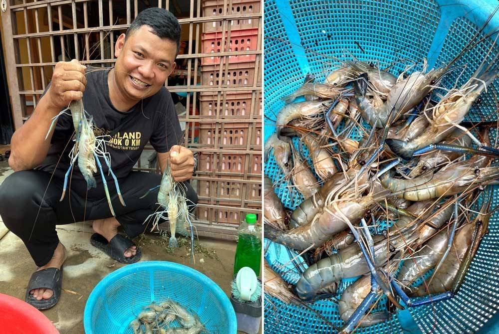Muhammad Syafiq menunjukkan udang galah yang ditangkap di tepian Sungai Anak Bukit berhampiran rumah mereka ketika tinjauan banjir di Suka Menanti, pada Isnin. Foto Bernama