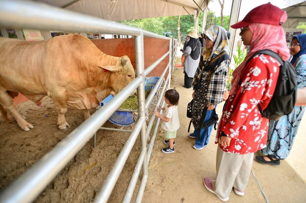 Lembu sado jadi tarikan utama di Laman Ternakan.