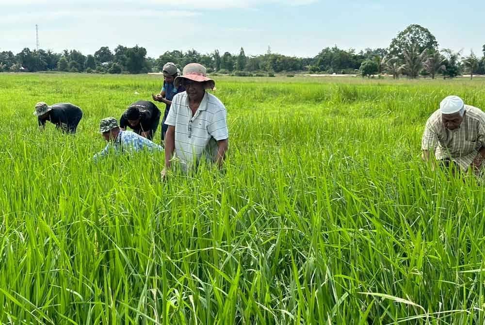 Para petani melihat tanaman padi mereka yang rosak.