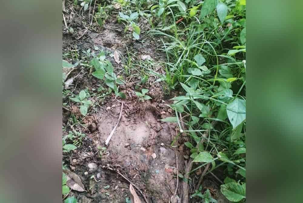 Antara kesan tapak dipercayai tapir tersebut yang ditemui penduduk kampung.