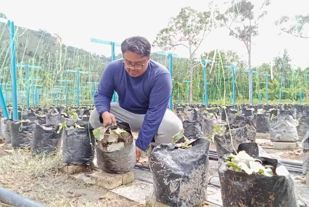 Muhammad Arif menunjukkan keadaan polibeg rock melon yang rosak.