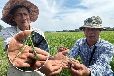 Harun (kanan) dan petani, Ariffin Awang Chik, 63, (kiri) menunjukkan ulat gulung daun yang menyerang tanaman padi di Kubang Sawa, Tumpat. Gambar kecil: Ulat gulung daun di tangan kiri manakala ulat menjadi kepompom di tangan kanan.
