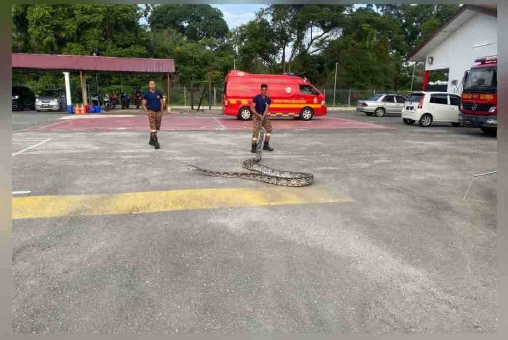 Empat anggota bomba dikerah ke lokasi untuk menangkap ular tersebut.