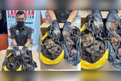 Keli salai yang sudah berkulat ketika cuba dibawa masuk dari negara jiran minggu lalu.