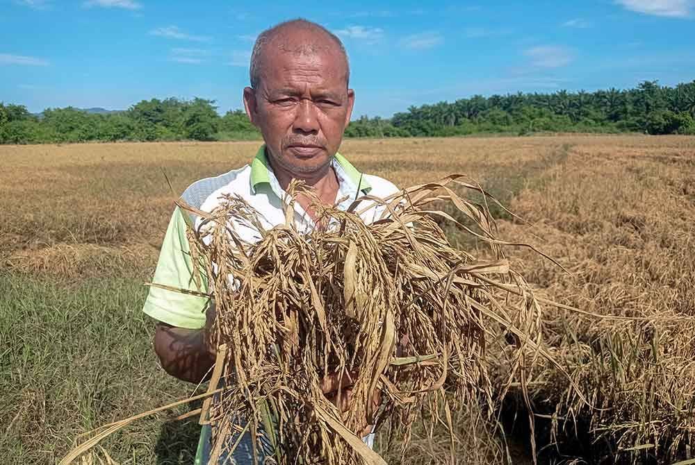 Pesawah, Arman Majid, 58, menunjukkan pokok padi yang rosak selepas sawahnya seluas hampir 12 hektar ditenggelami air dalam kejadian banjir di Kampung Paya Tok Teh hari ini.