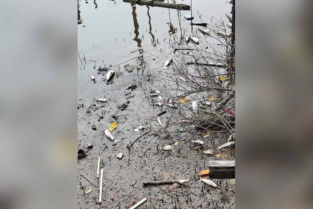 Pelbagai spesies ikan ditemui mati di Sungai Balok. Foto Facebook Andansura Rabu