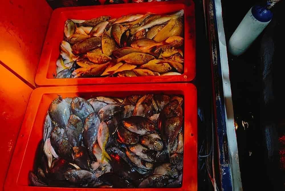 Sebanyak 400 kg ikan ditinggalkan kumpulan individu dipercayai ditangkap dengan kaedah bom ikan.