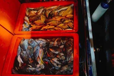 Sebanyak 400 kg ikan ditinggalkan kumpulan individu dipercayai ditangkap dengan kaedah bom ikan.