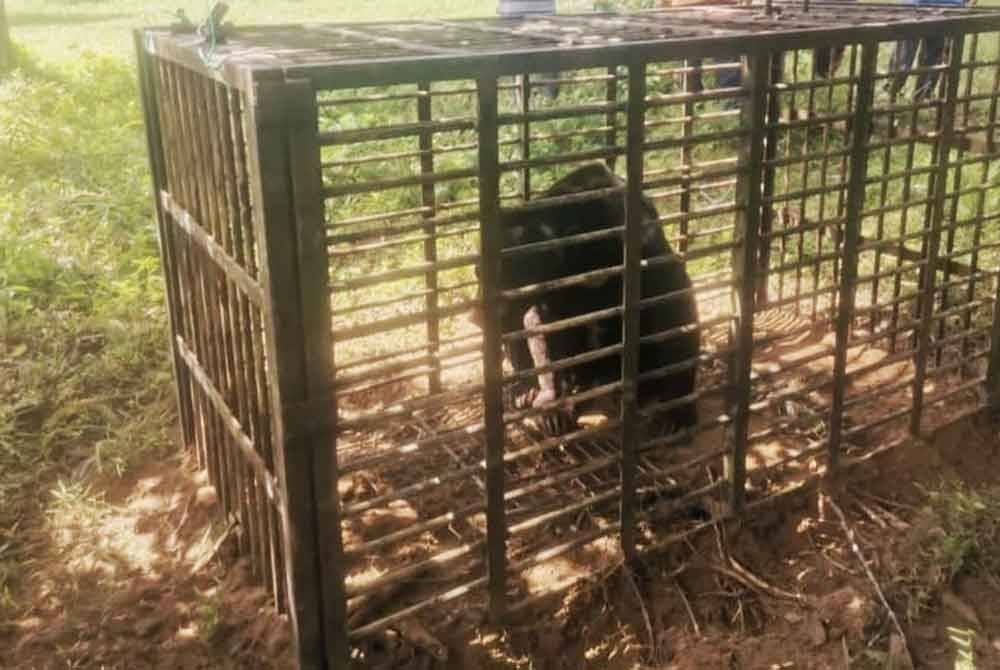 Pada Jumaat seekor beruang jantan telah ditangkap di Bukit Langsat, Gual Ipoh, Tanah Merah oleh Perhilitan Kelantan.