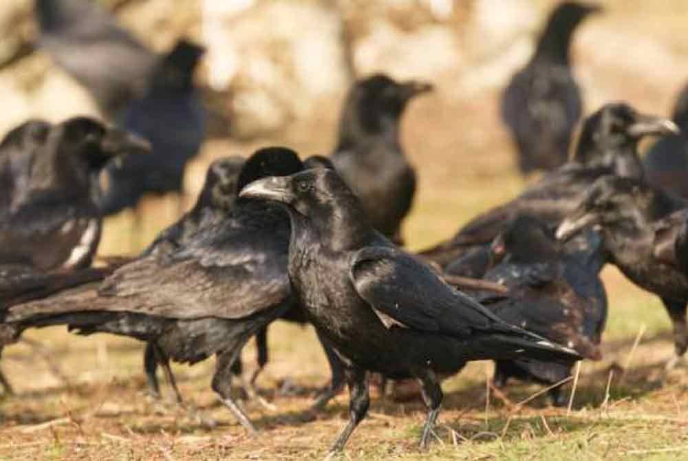 MBPJ akan melaksanakan operasi menembak gagak di 26 lokasi sekitar Petaling Jaya. Gambar hiasan