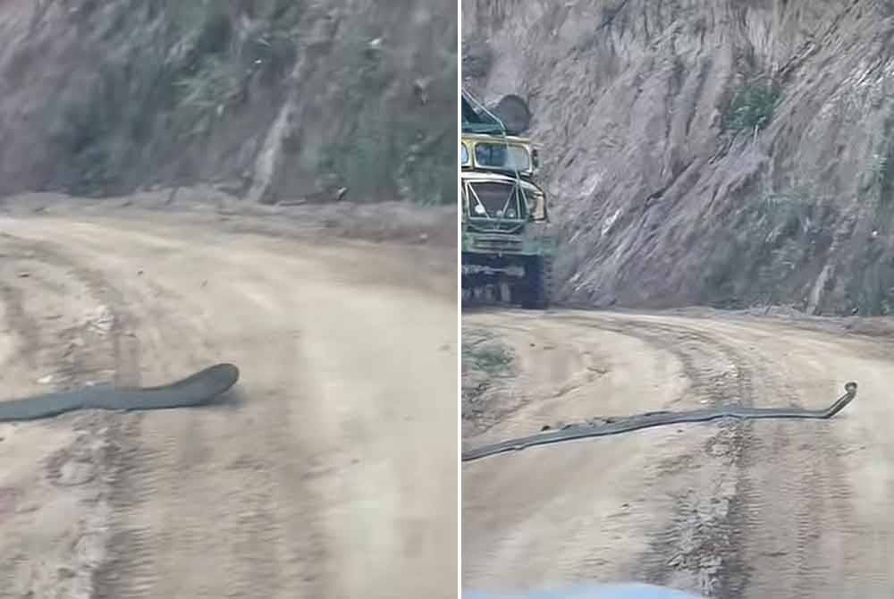 Seekor ular tedung sepanjang lebih tujuh kaki menghalang perjalanan sekumpulan pekerja ladang ke tempat kerja.