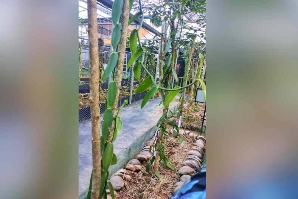 Kualiti tinggi vanila serta potensi tinggi tanaman itu di Malaysia yang perlu dimanfaatkan sebaik mungkin.