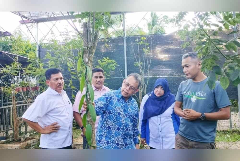 Abdul Fattah (tengah) melihat tanaman vanila yang diusahakan Mohamad Feisal (kanan).
