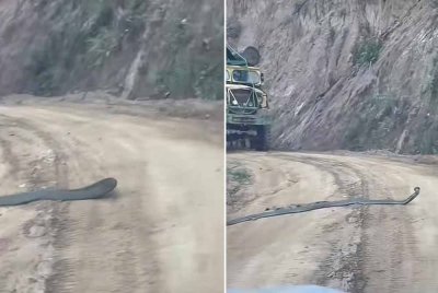 Seekor ular tedung sepanjang lebih tujuh kaki menghalang perjalanan sekumpulan pekerja ladang ke tempat kerja.