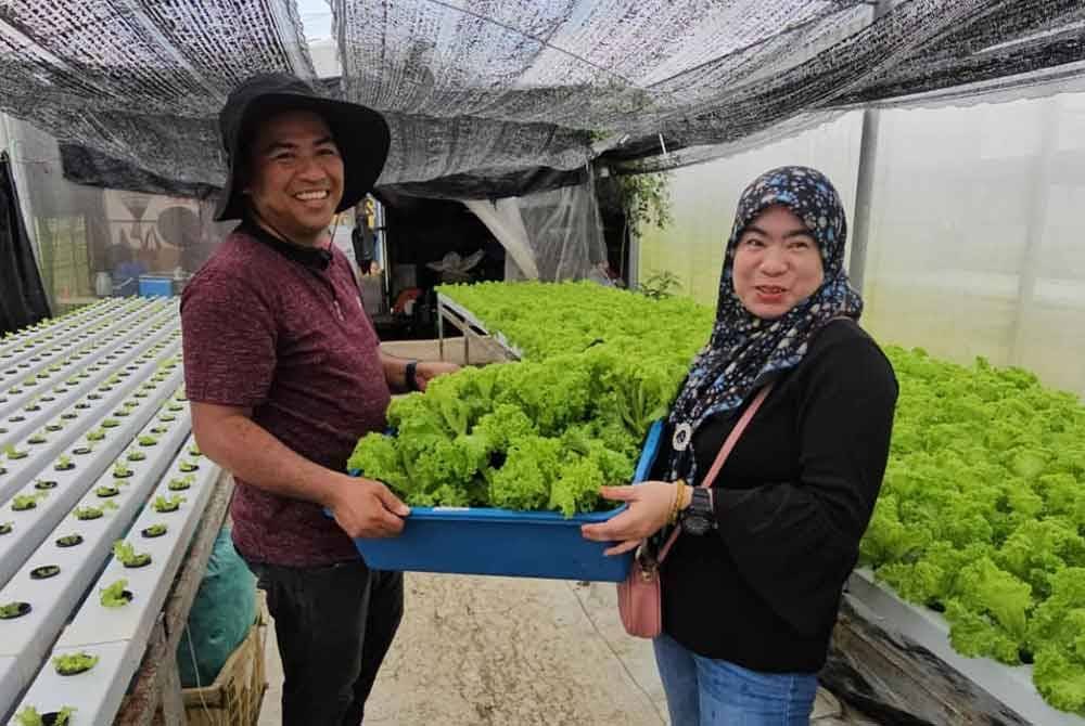 Zulhafez menyerahkan sayur salad kepada pelanggan yang datang membeli sayurnya rumah hijau di Laman Hidroponik MAIWP Labuan.