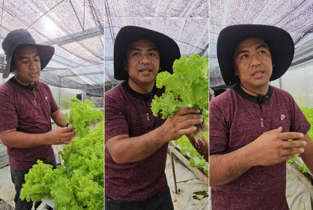 Zulhafez menerangkan tanaman sayur menggunakan kaedah hidroponik di Laman Hidroponik MAIWP Labuan.