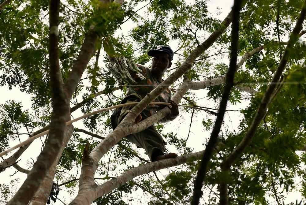 Pemetik petai, Long Bah Nyek, 42, menurunkan petai dari pokok setinggi 15 meter dengan menggunakan tali supaya petai tidak akan rosak, di Perkampungan Orang Asli Pos Musoh baru-baru ini. Foto Bernama