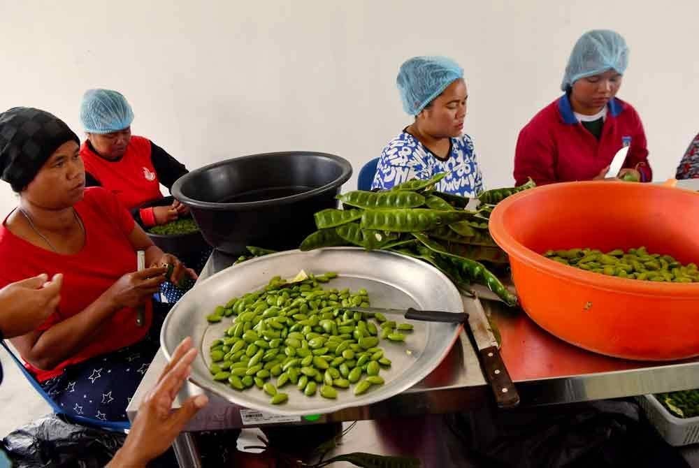 Masyarakat Orang Asli mengambil upah mengopek ulas petai di Perkampungan Orang Asli Pos Musoh baru-baru ini. Foto Bernama