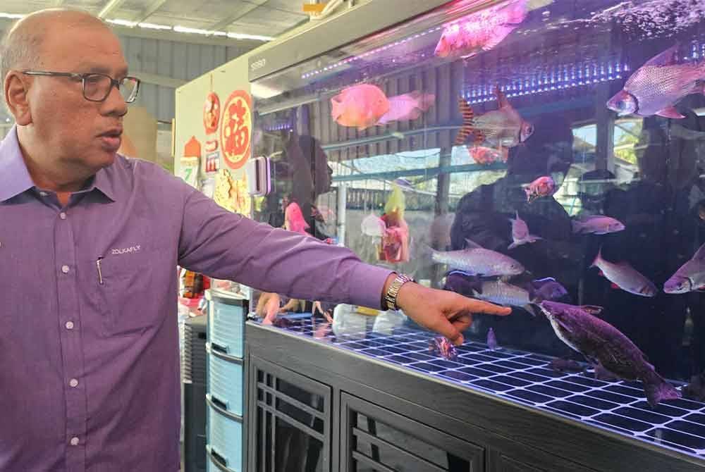 Mohd Zolkafly menunjukkan gulper catfish yang dipamerkan dalam di sebuah premis dalam pemeriksaan Jabatan Perikanan Negeri Perak pada Isnin.