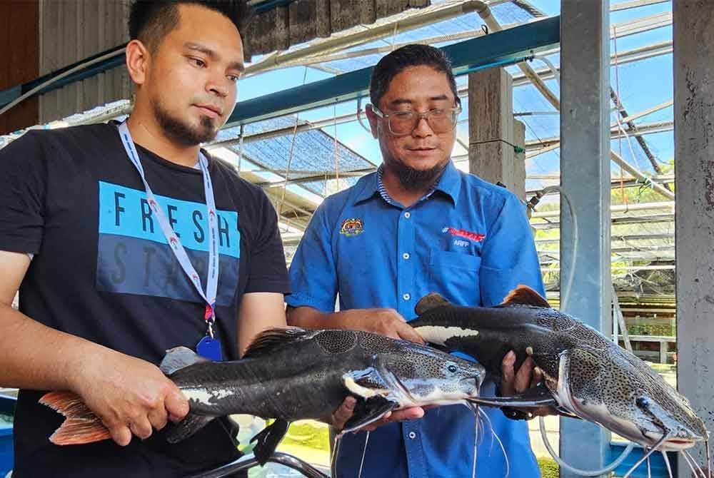 Kakitangan Jabatan Perikanan Negeri Perak menunjukkan dua ikan spesies amazon redtail yang disita dalam operasi pada Isnin.