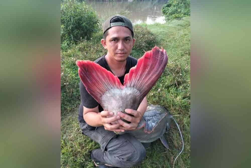Ahli kumpulan River Monster Hunter berkongsi tangkapan ikan pemangsa ini di laman Facebooknya