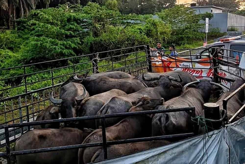 Sebahagian kerbau yang ditangkap berkeliaran di sekitar Masiid Tanah.
